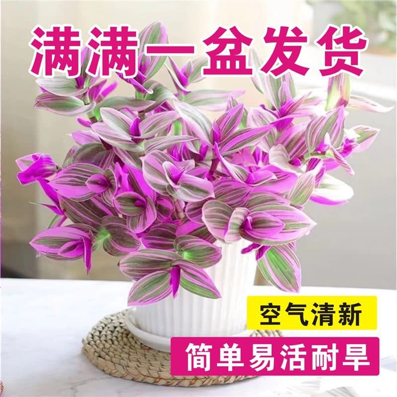 Oil Painting Chlorophytum Three-Color Succulent Plant Purple Orchid Lazy Flower Easy-To-Grow Plant Lazy Imported Chlorophytum