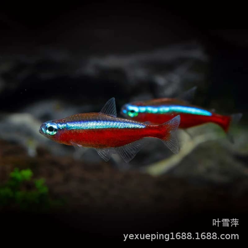 Neon tetra, live tropical fish, ornamental fish, planted aquarium, school fish, tetra family, fish farm, tropical fish, ornamental fish wholesale