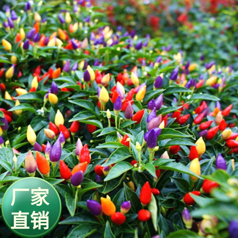 Potted Colored Pepper Seeds, Sweet Pepper, Easy-To-Live Balcony Potted Plants, Indoor and Outdoor Four-Season Flowering Seeds