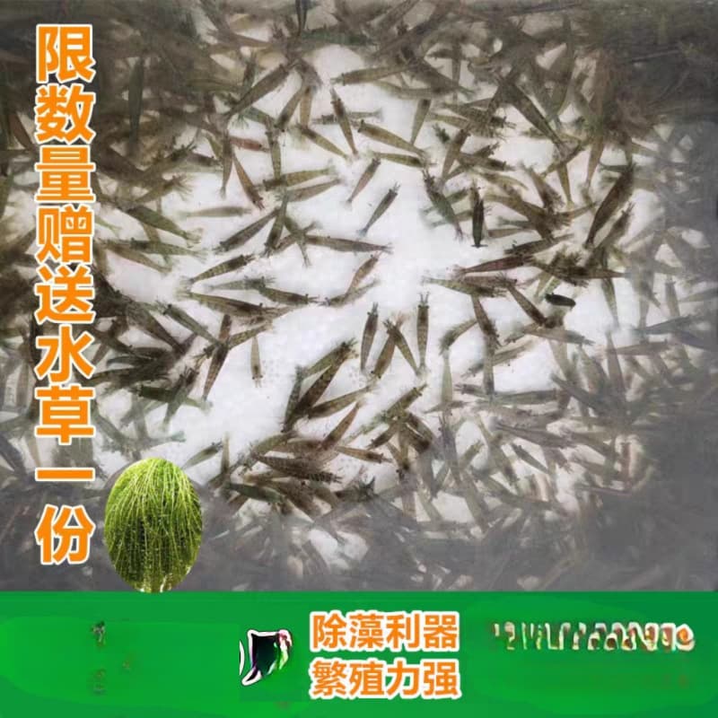 Black Shell Shrimp Algae-Eating Live Freshwater Pet Aquarium Cleaner