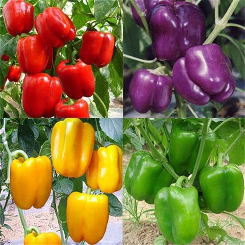 Farmhouse Four Seasons Colorful Chili Pepper Seeds - Indoor Balcony Ornamental Pepper Seeds for Potted Plants, Multicolored Small Chili Flower Seeds