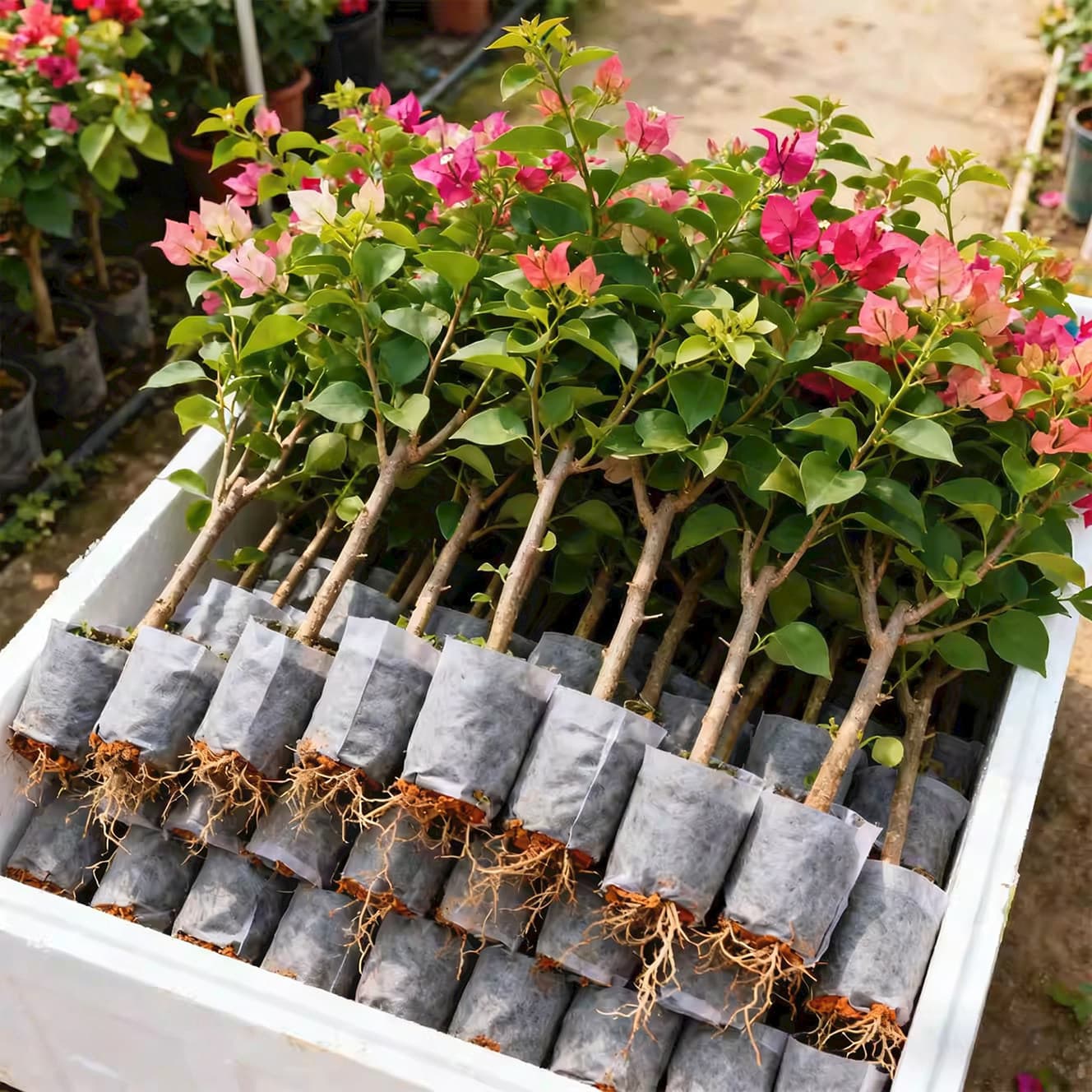 Double Petal Bougainvillea Potted Plant with Flowers, Old Stump Large Seedling, Indoor Outdoor Climbing Plant, Red Plum Flower, Multi-Season Blooming
