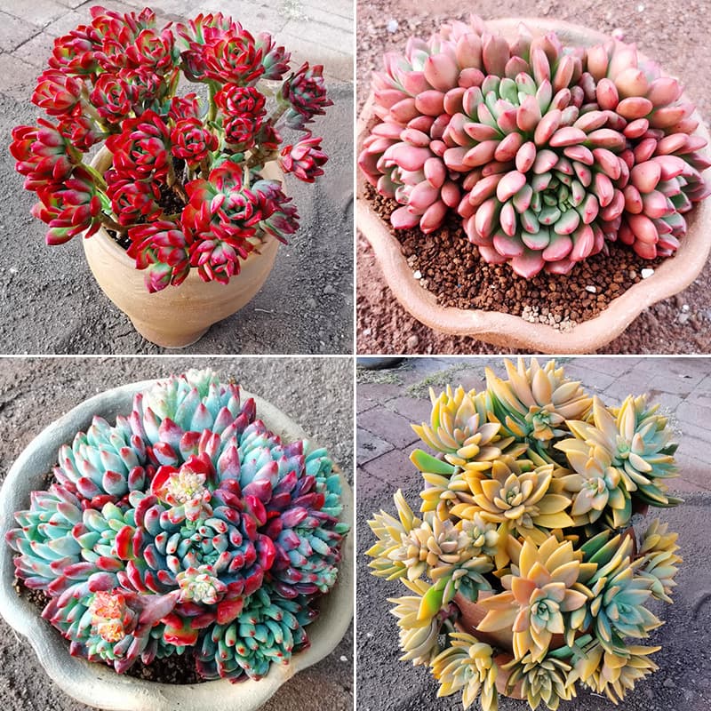 Bouquet Old-Stem Cluster Exposed Succulent Large Potted Plant Yunnan Succulent Wholesale Base Greenhouse Succulents