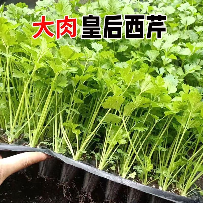 Queen Celery Seedlings, Celery Root Seedlings, High-Yield, Suitable for All Seasons, Autumn and Winter, Potted Plants for Balcony and Garden, Vegetable Seedlings with Soil