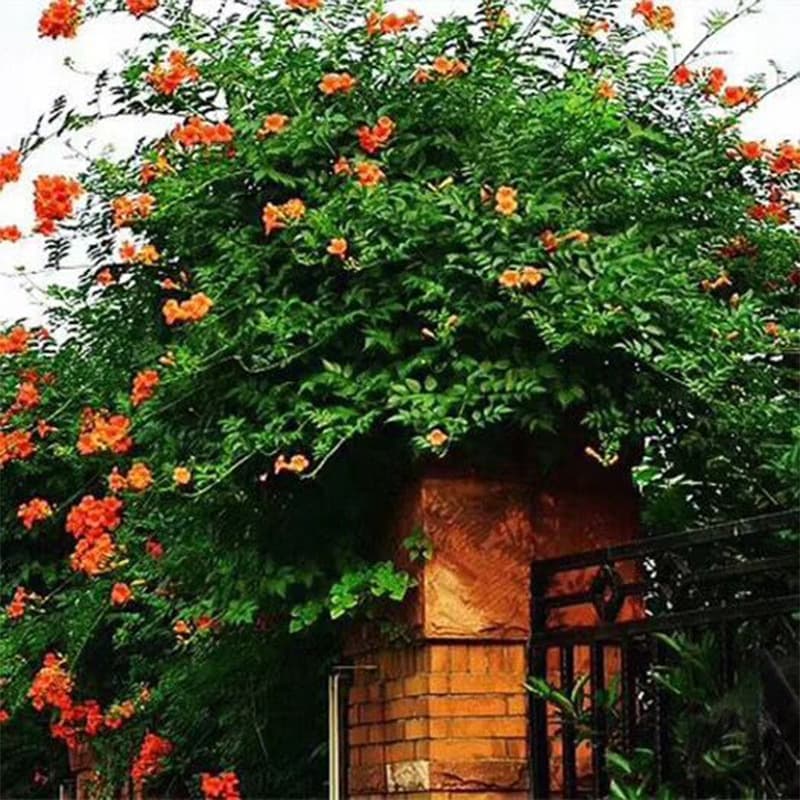 Wholesale American trumpet creeper seedlings, climbing flowers for courtyard and villa greening, cold and drought tolerant, fast-growing with long blooming period