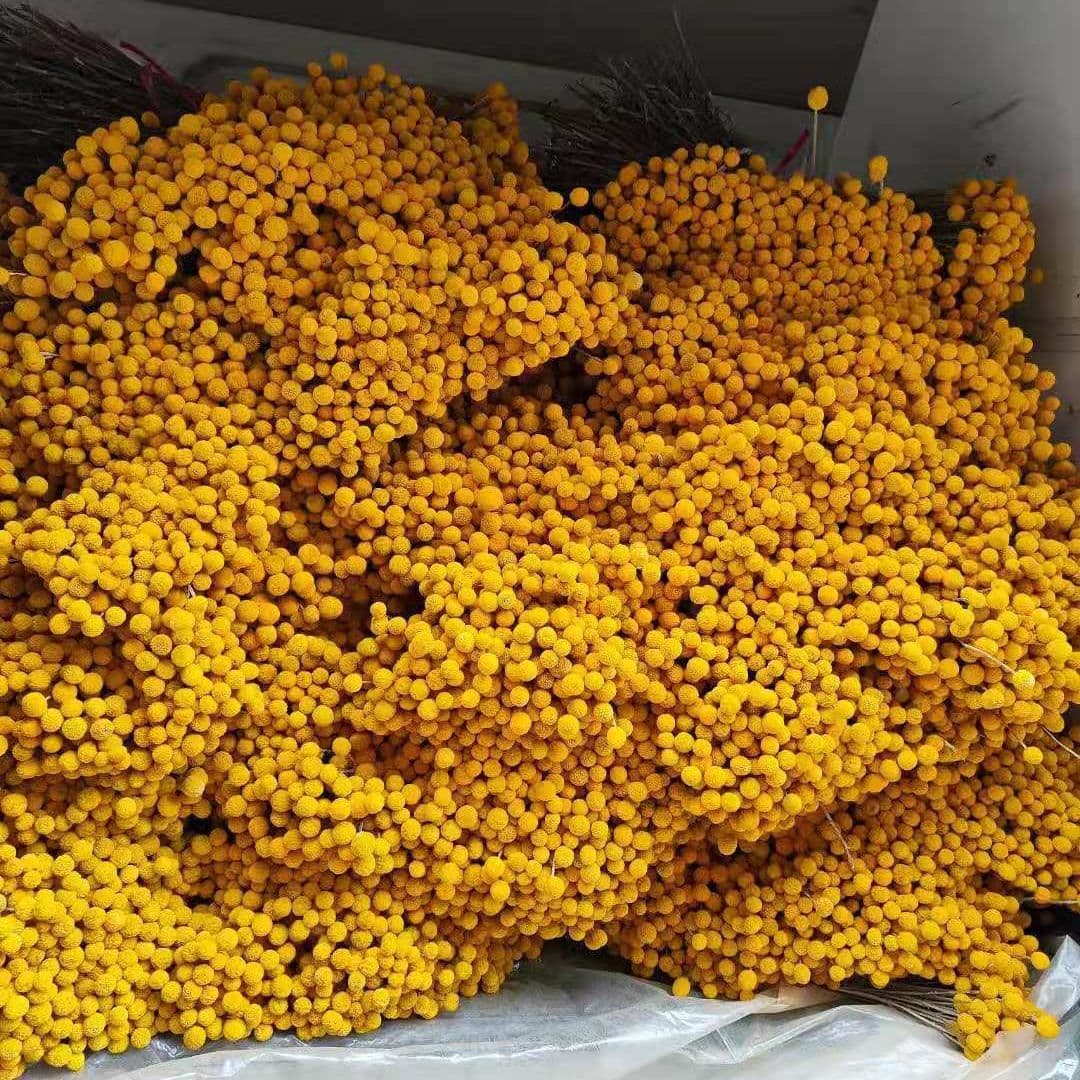 Wholesale dried golden ball flowers, Yunnan dried flowers, golden ball flower arrangements, dried golden ball decorative flowers manufacturer