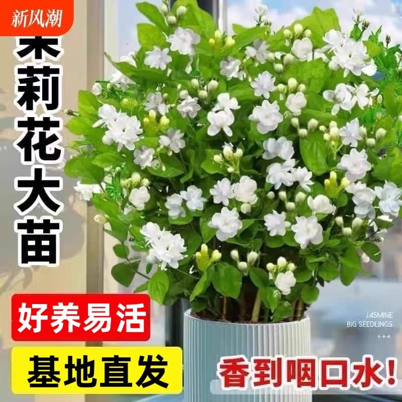 Double jasmine potted flower seedlings with buds gardenia hydroponic indoor nine-mile incense flower mosquito repellent four-season green plant