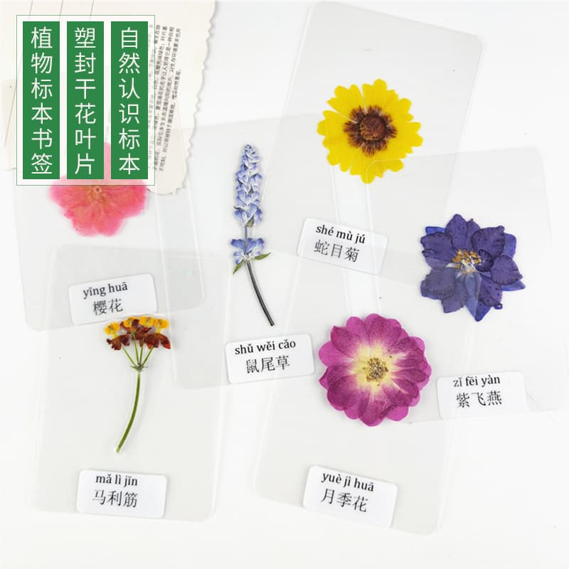 Real Flower Laminated Dry Specimen Card, Pressed Flower Card for Recognizing Nature Plants and Leaves, Dry Flower Bookmark