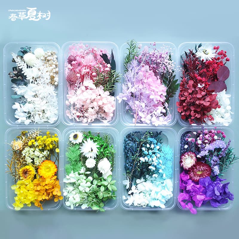 Children's Preserved Flower DIY Materials, Real Dried Flowers for Candles, Round Fans, Photo Frames, Complete Preserved Flower DIY Kit