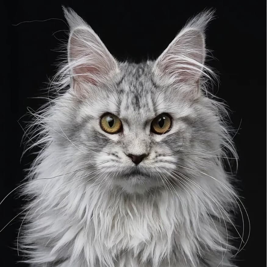 Live Cat Brown Tabby Silver Tabby Maine Coon Kitten Blue Golden Chinchilla Kitten Seal Bicolor Ragdoll Cat Longhair Golden Chinchilla Cat