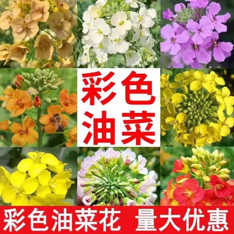 Cross-border Transparent Small Package Seeds Colorful Rapeseed Seeds Multicolor Rapeseed Seeds High Yield Oil Pressing Spring and Autumn Sowing Flowers