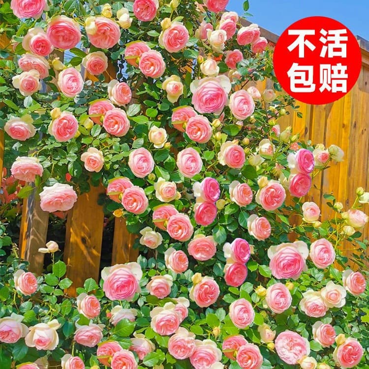 Pink Eden Rose Climbing Vine Plant Potted Perennial Fragrant Flower for Garden Blooming