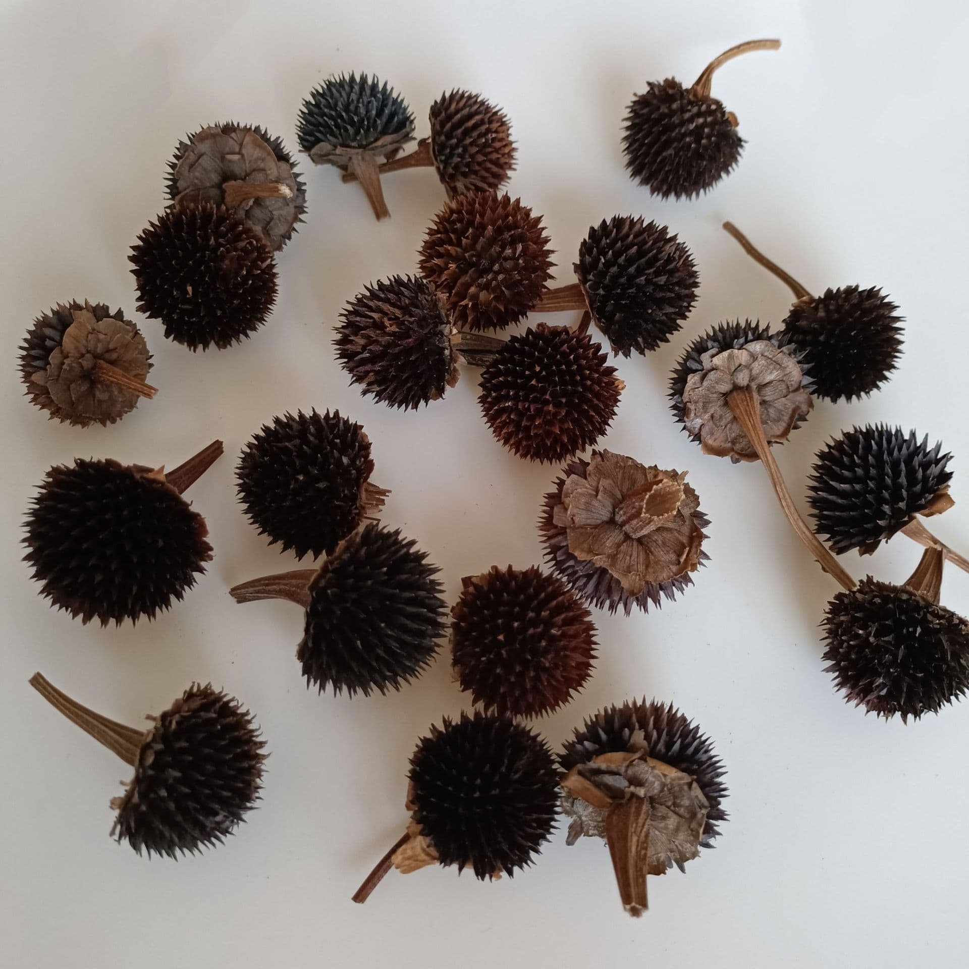Dried Black-Eyed Susan Flowers, Wholesale Christmas DIY Dried Sunflower Heads