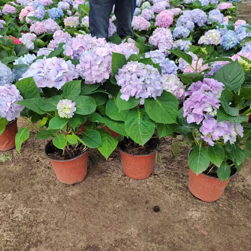 Wholesale Hydrangea macrophylla seedlings, Endless Summer, landscaping seedlings, villa garden greening, long blooming period, gradient color