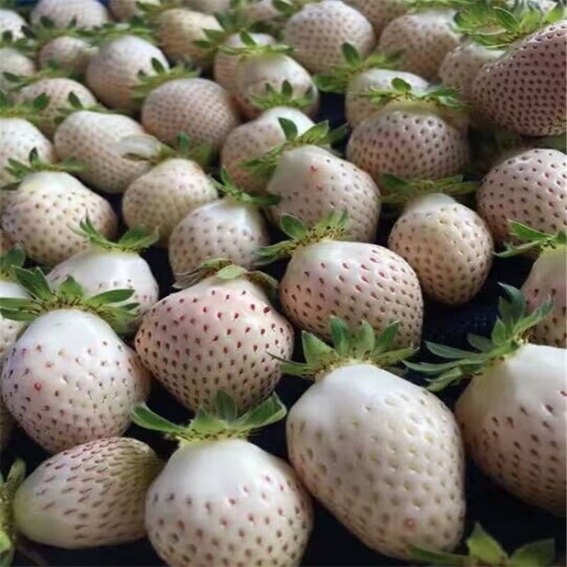Balcony Potted White Strawberry Seedling Base Pineapple Strawberry Small White Strawberry Seedling White Strawberry Seedling Red Strawberry Seedling