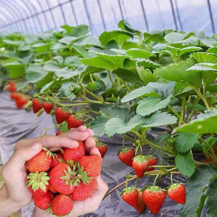 Strawberry seedlings, multi-varieties, strawberry seedlings, strawberry seedlings, greenhouse planting, strawberry potted plants, new seedlings, fruit seedlings with soil in the same year