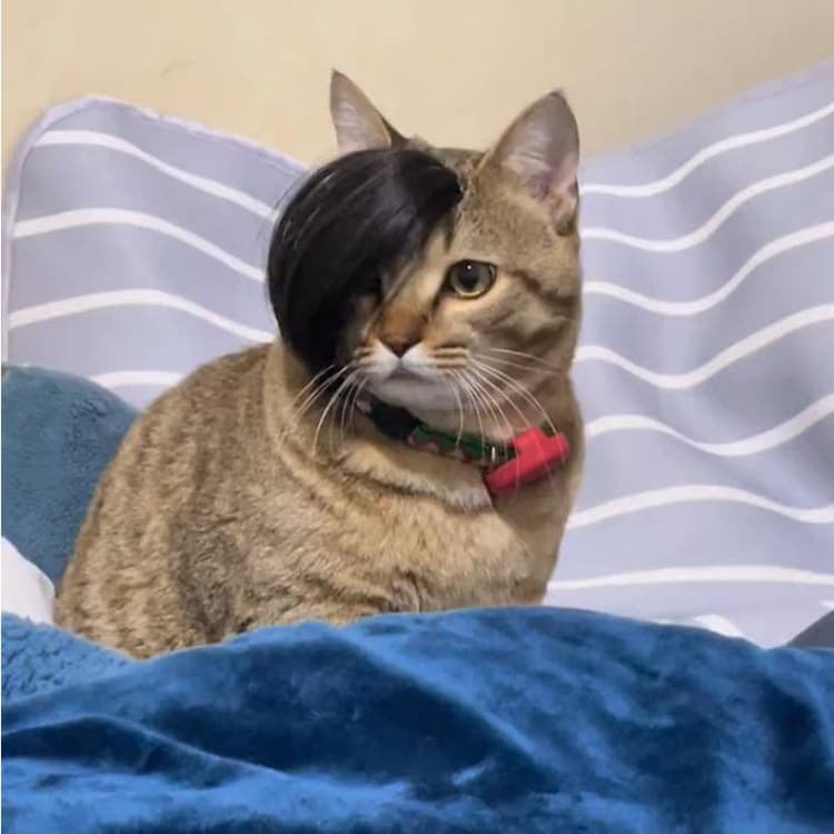 Internet celebrity pet cat and dog wig plum cat wig dog funny wig shaking head funny abstract wig wholesale
