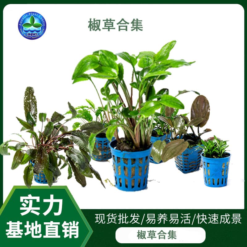 Mini Pepper Aquatic Plant Live Aquarium Plants Wholesale Easy to Care Durable Aquascaping Grass Aquarium Ornamental Mini Pepper