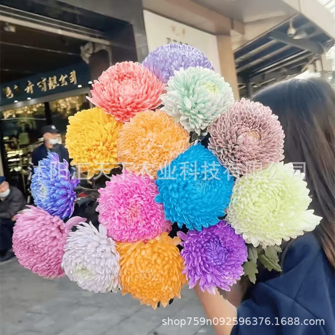Peony chrysanthemum seeds, a variety of flowers symbolizing wealth and prosperity, suitable for planting in all seasons, ideal for balconies and desktops.