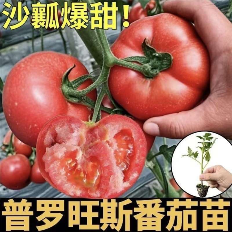 Provence Tomato Seedlings, Fresh Sandy Soil, Horse Hoof, Super Dwarf, Various Vegetable Seedlings