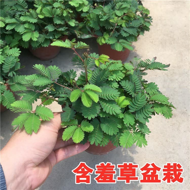 Mimosa Pudica Small Potted Plant Indoor Balcony Plant Evergreen Easy to Grow Flower Shy Plant Fun Plant