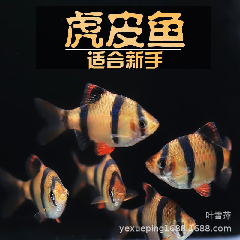 Tiger Barb Live Fish Small Aquarium Fish Schooling Fish for Planted Tank Community Tropical Ornamental Fish Direct from Fish Farm