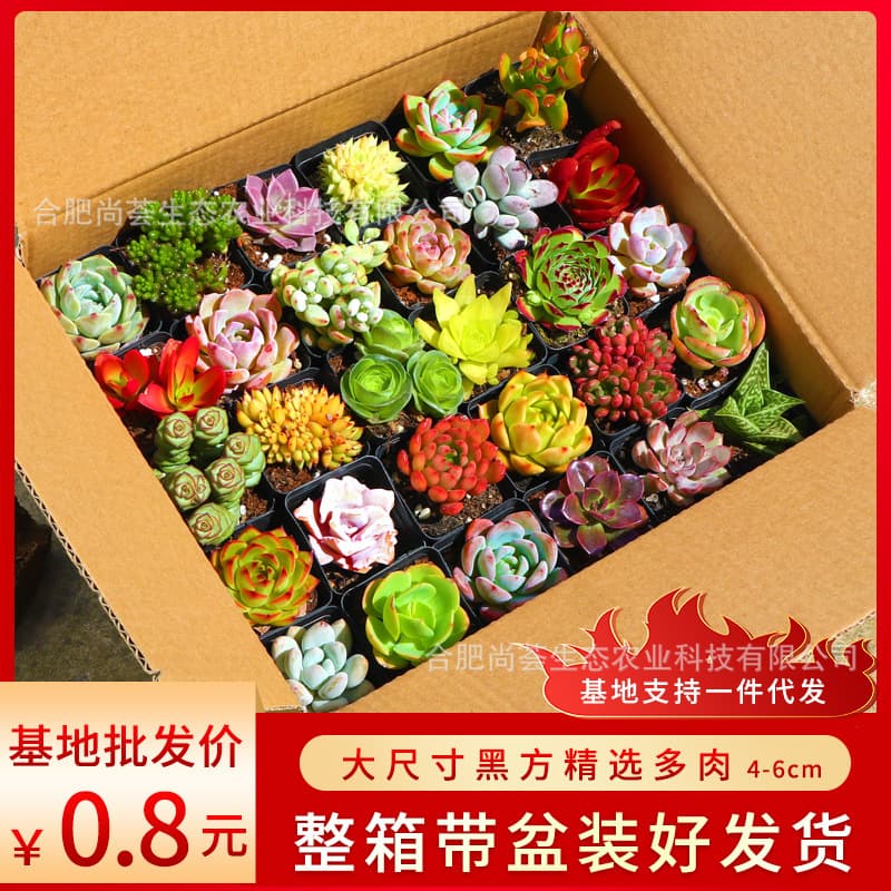Wholesale succulent plants, potted succulents, wholesale succulent plant sets for balconies, large succulents.