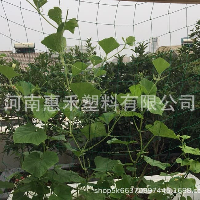 Cross-border + foreign trade plant climbing net green gardening grid net cucumber hanging melon climbing net bracket net