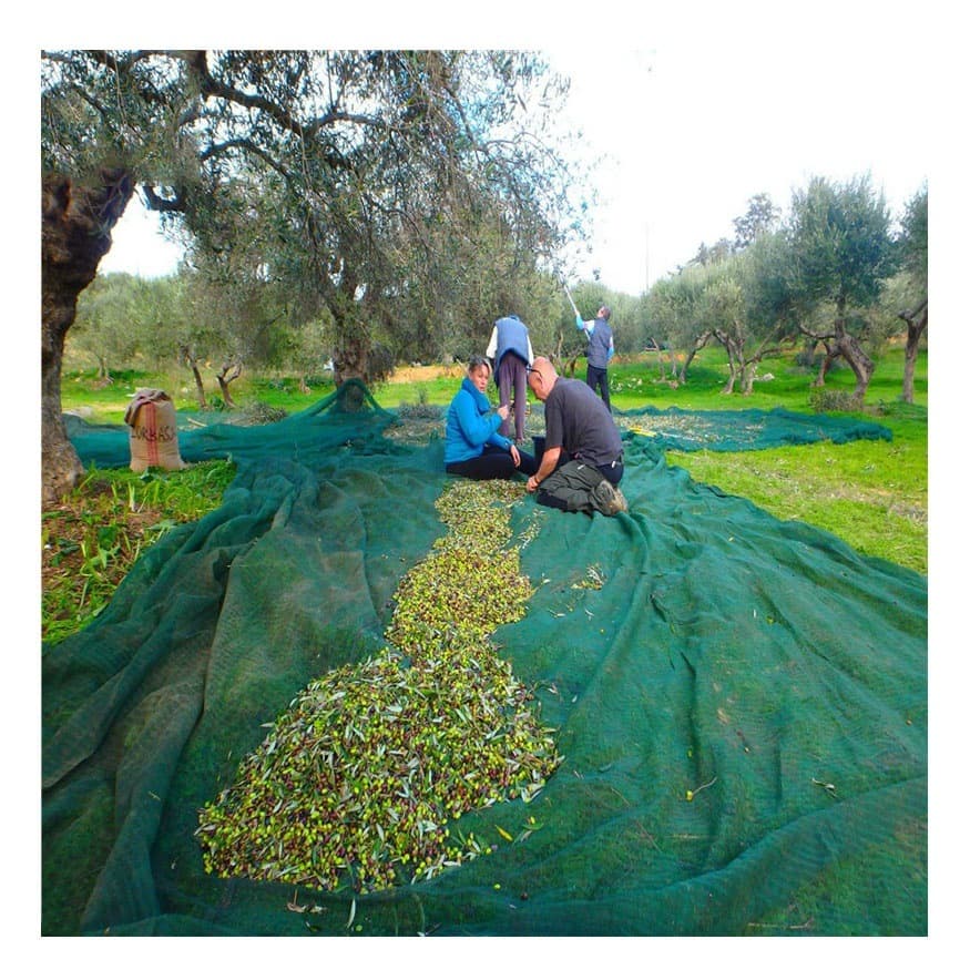 High-Strength Plastic Net for Fruit/Grape Ball Olive Net, Olive Harvesting Net
