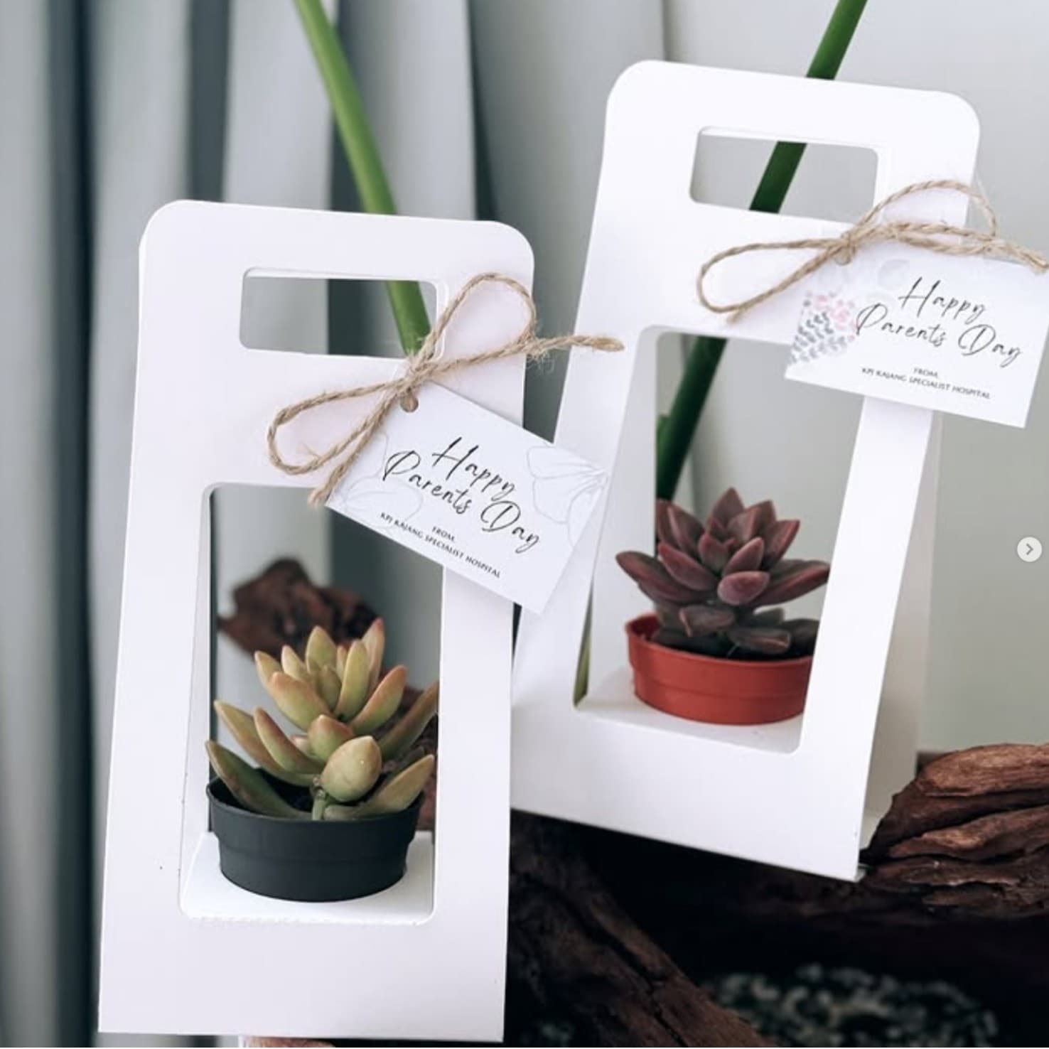 Teacher's Day flower packaging box portable succulent potted plant gift box green plant portable folding potted plant packaging box wholesale