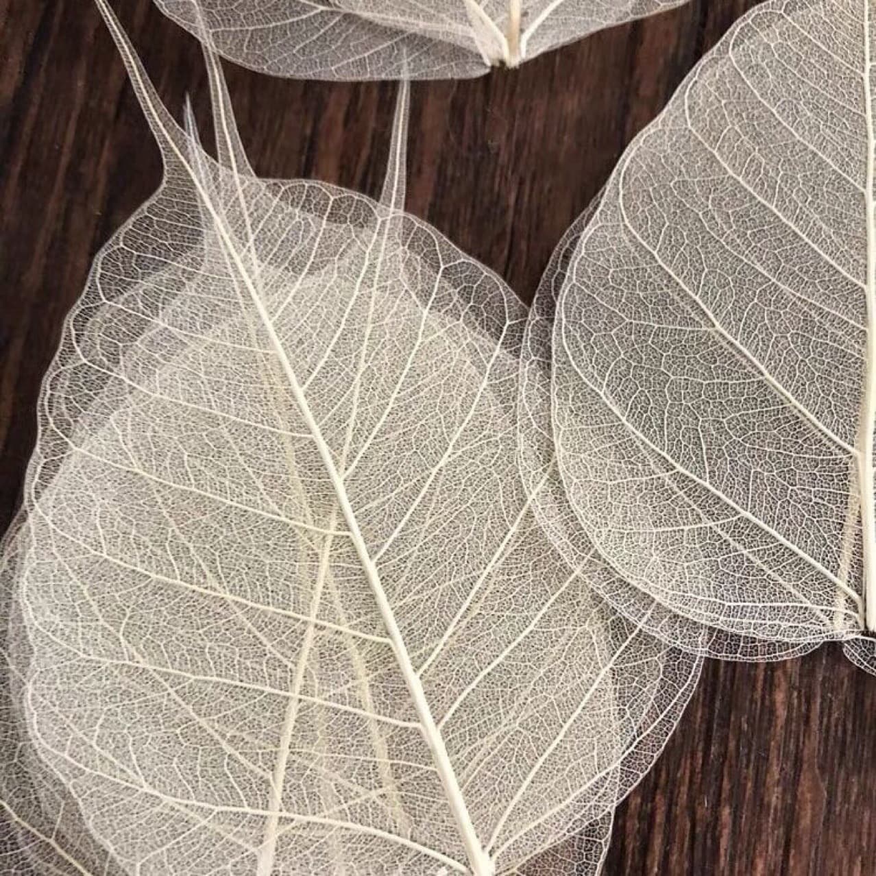 Bodhi Leaf Veins: Natural Craft Stickers, DIY Materials, Hollow-Out Leaves, Specimen Bookmarks, Pressed Flower Art