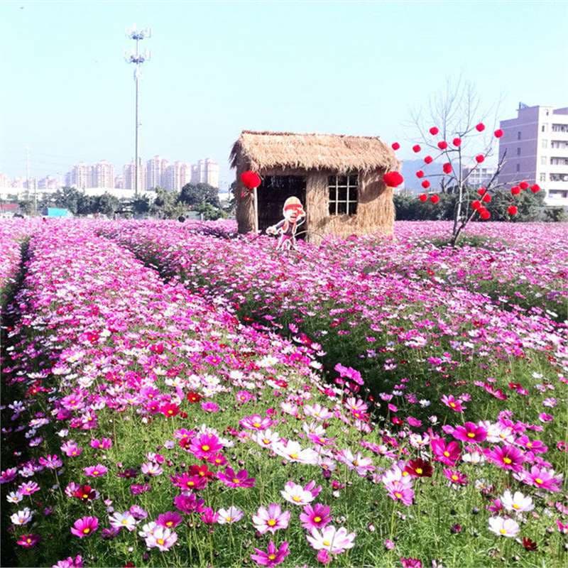 Cosmos Flower Seeds, Colorful Cosmos Seeds, Easy to Grow and Bloom in All Seasons, Mixed Wildflower Seeds