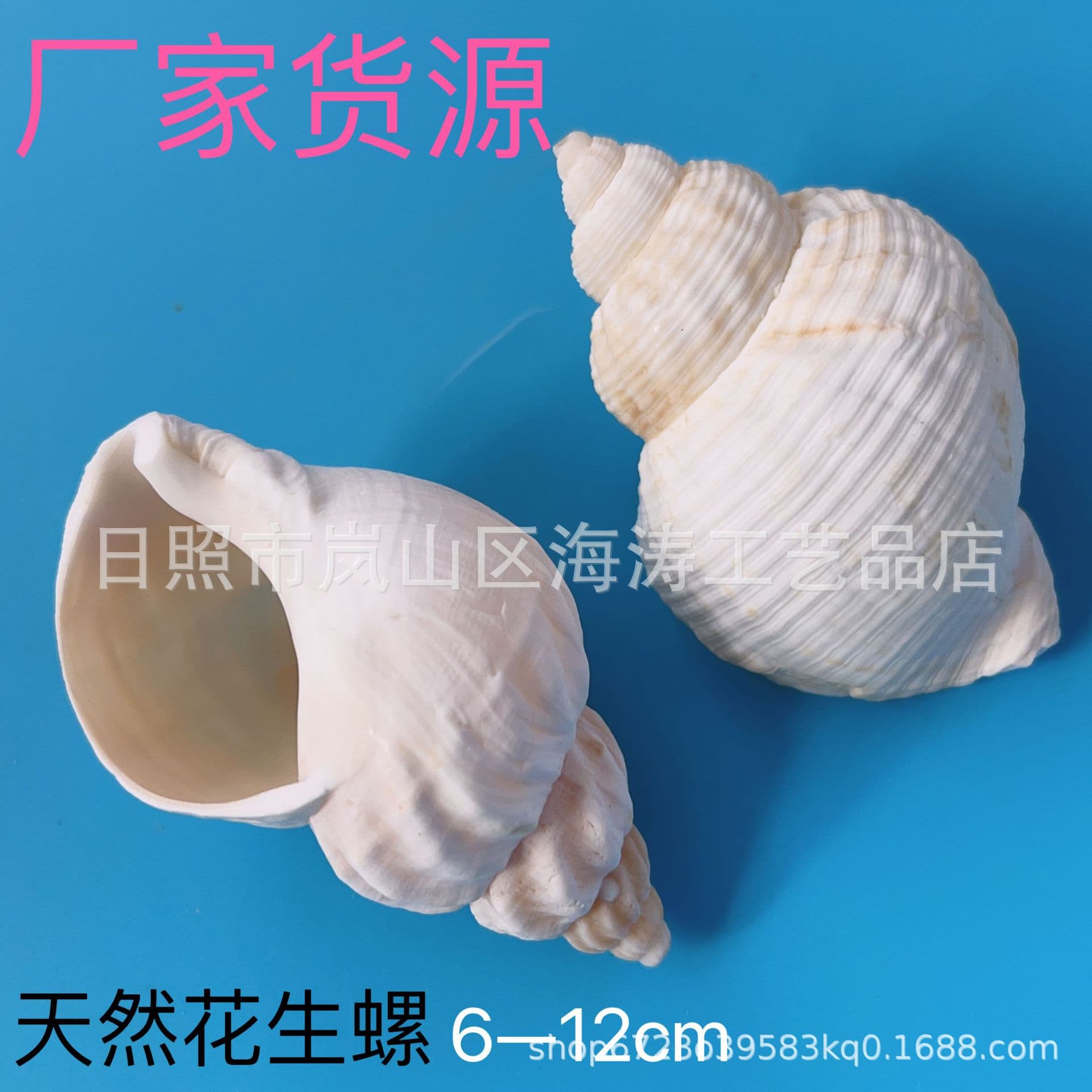 Natural conch shell peanut snail fish tank aquarium hermit crab replacement shell home decoration teaching peculiar