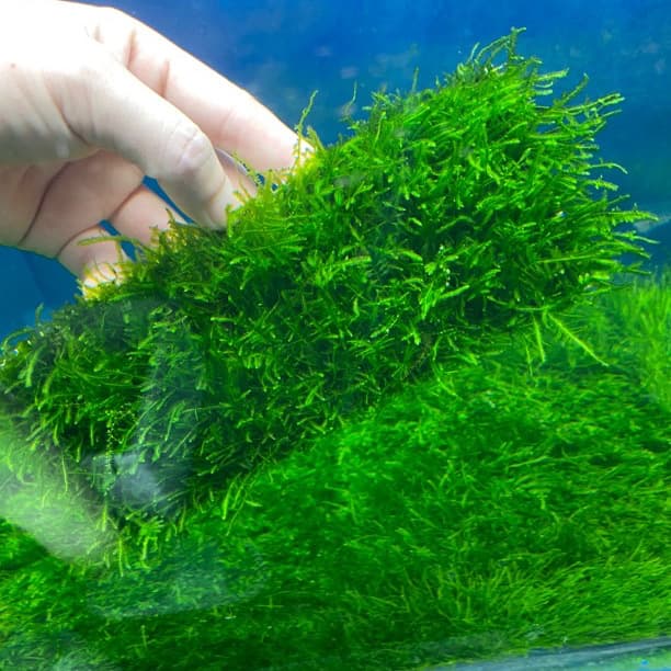 Large Triangle Moss Carpet for Aquarium Landscaping, Cold Water Low Light Shade Plant, Beginner-Friendly Aquatic Plant