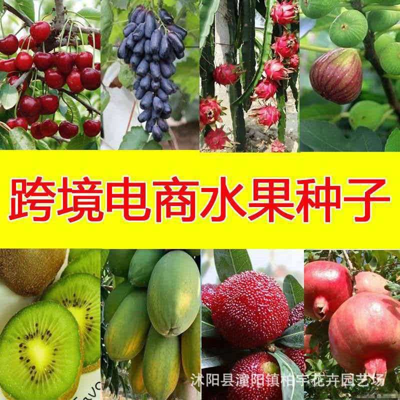 Seeds Fruit Tree Grape Mulberry Lychee Cherry Papaya