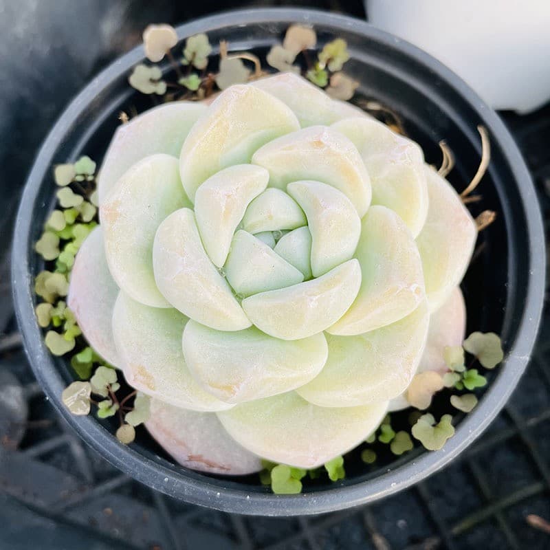 Large Succulent Plants, Mother Plants, Large Specimens, Oversized Garden Clearance Premium Succulents