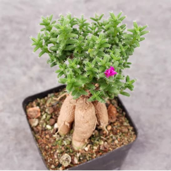 Red Pineleaf Penstemon Blooming Succulent Combo Small Potted Plant Caudex Old Stump Bonsai Indoor Decorative Cluster Green Plant