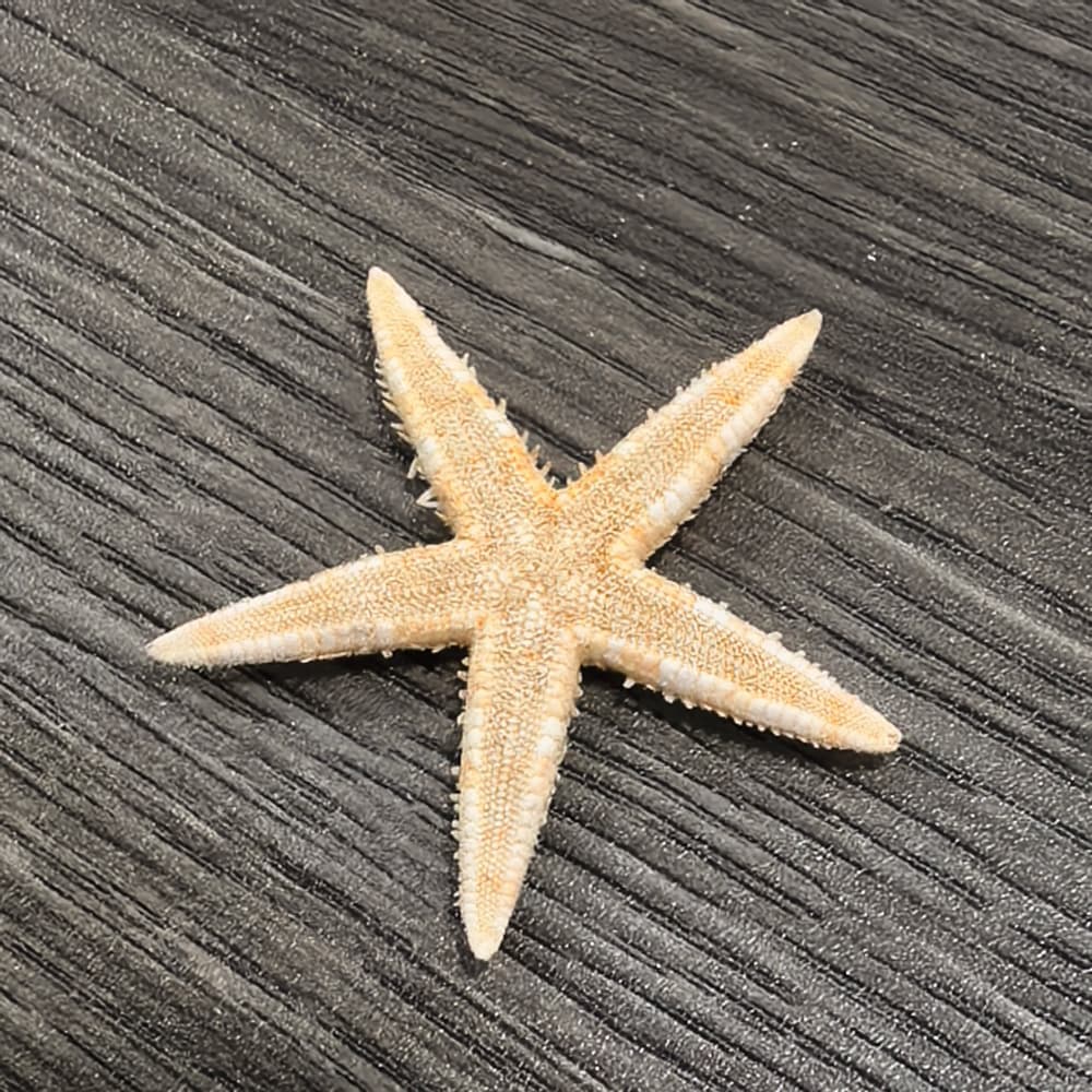 Large Starfish Specimen Five-Finger Natural Starfish Decoration Hanging Mediterranean Platform Window Display Ocean Decoration Prop