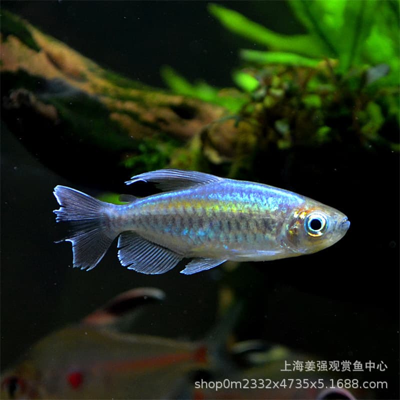 Tropical fish, freshwater fish, Congolese mermaid, ornamental fish, grass tank, group swimming fish, medium-sized fish, live pet, fishery direct approval