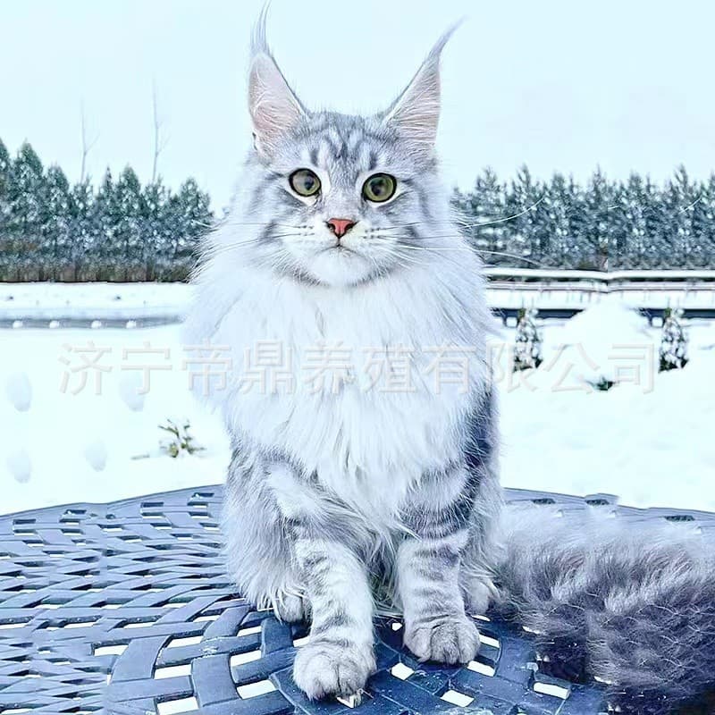 Purebred Maine Coon Russian Solid Blue Silver Tabby Giant Cat Show Quality Live Pet Maine Coon Kitten