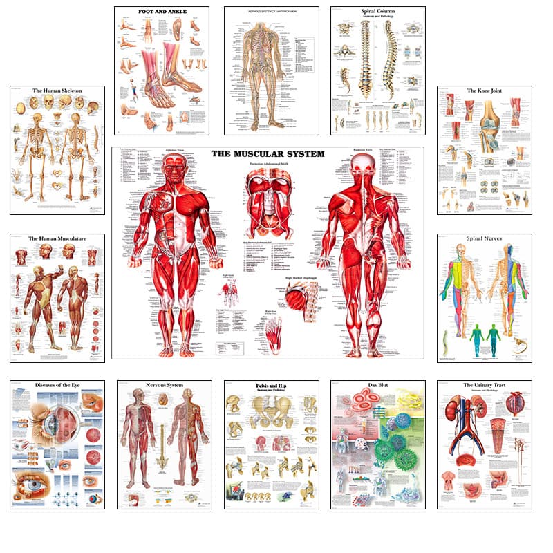 English Anatomy Canvas Print of Human Organs for Classroom Hospital Wall Art Poster