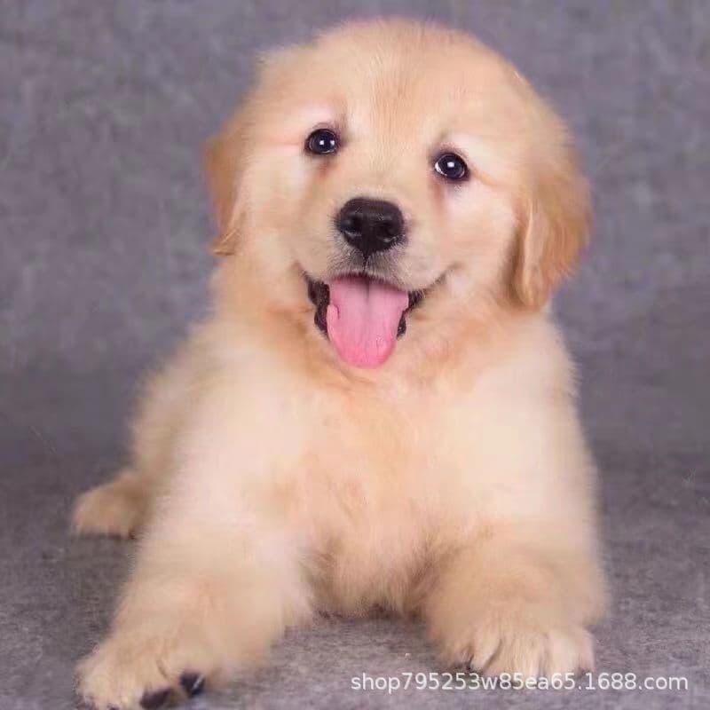 Purebred Golden Retriever Puppy with Dual Pedigree, Show-Grade, Retriever Dog Pet Puppy