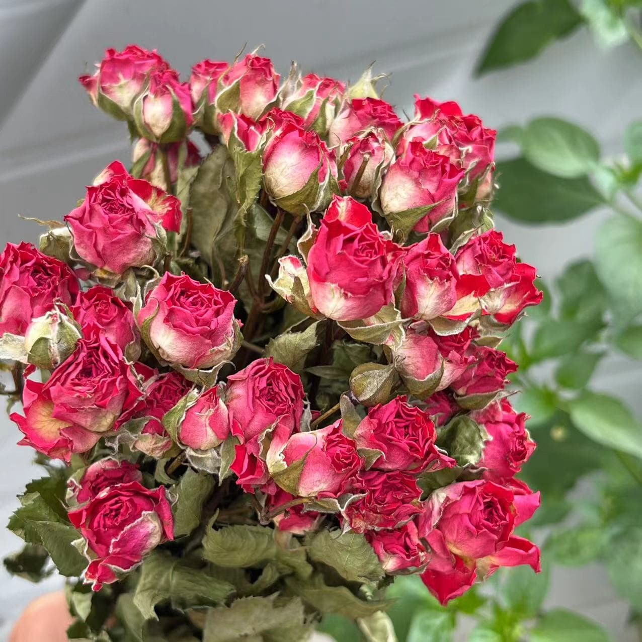Multi-head Rose Bubble Rose Dried Flower Bouquet Yunnan Dried Flower Epoxy Resin Flower Frame Material Accessories Decoration
