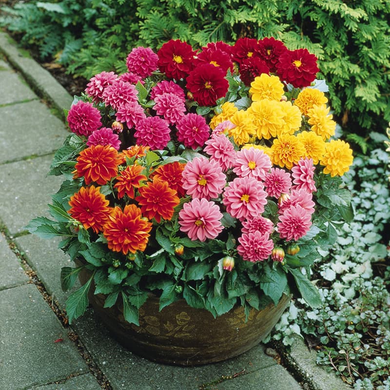 Dahlia Tubers Double Petal Flowers, Four-Season Planting Tubers, Dahlia Pinnata Seed Bulbs, Root Flower Plants for Garden Cultivation, Dahlia Bulbs