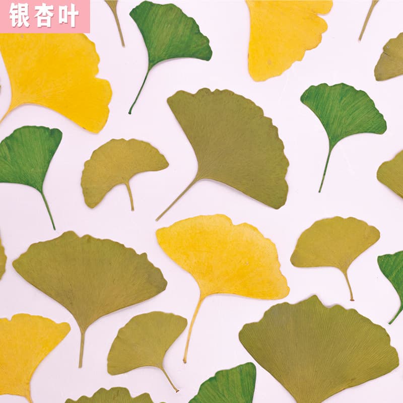 Ginkgo Leaf Real Plant Specimen Pressed Dried Flower Wholesale Resin Photo Frame Pressed Flower Painting Bookmark Round Fan DIY Material Kit