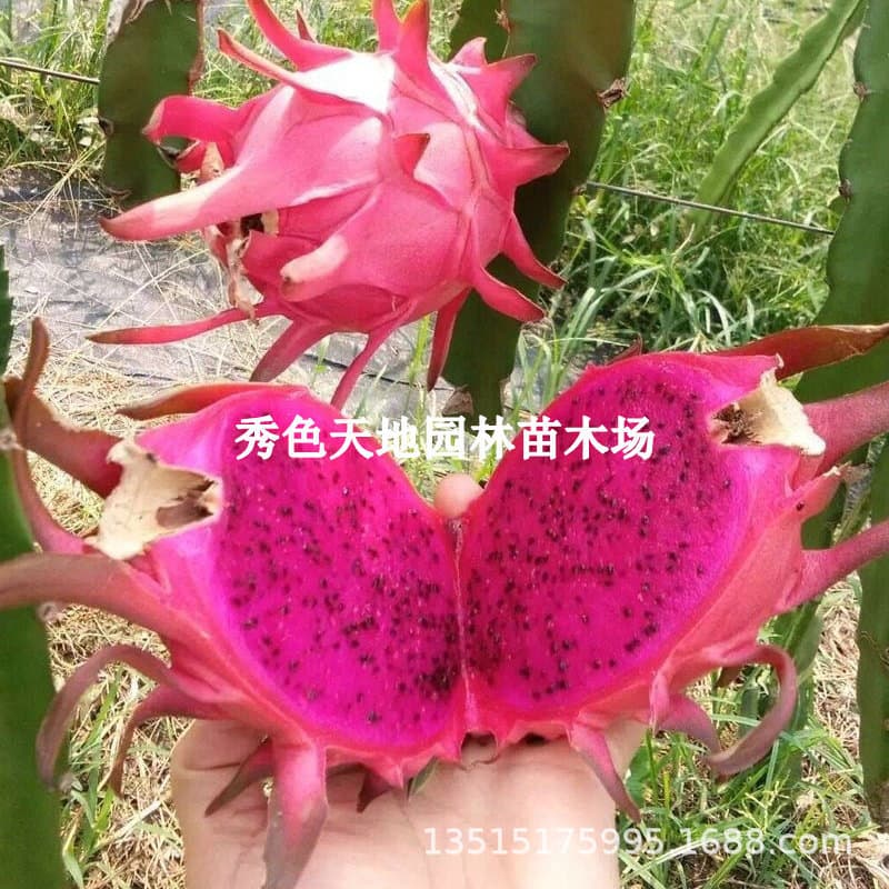 Dragon Fruit Seedling Potted Red-Fleshed Qilin Fruit Tree Seedling Extra Large Yellow Swallow Nest Seedling Dragon Fruit Bears Fruit Same Year