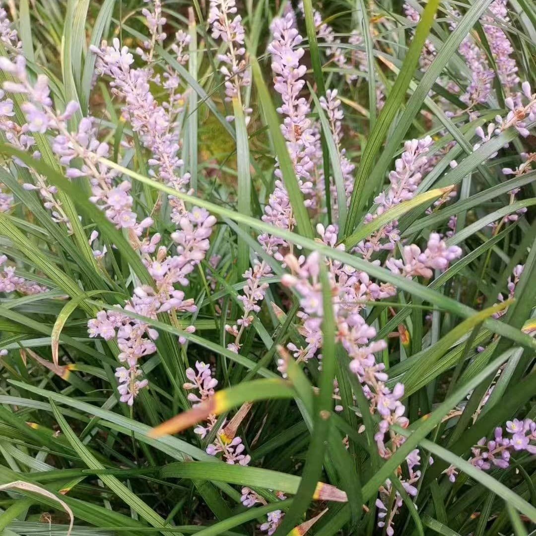 Lucky Grass, Wealth Grass, Guanyin Grass, Broadleaf Liriope, Soft Leaf and Hard Leaf Lucky Grass for Park and Community Landscaping Projects