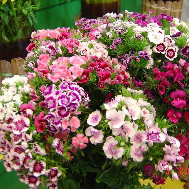 Dianthus chinensis seeds, easy to grow, mixed colors, suitable for gardens, American dianthus, grass flower seeds, sow in all seasons