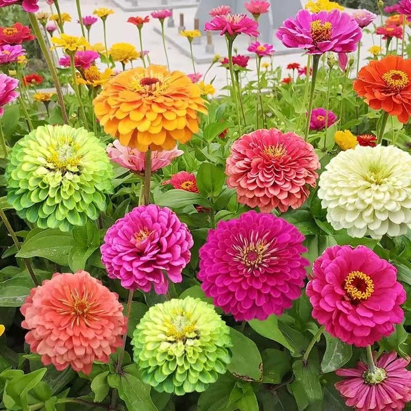 Wholesale Zinnia Seeds Mixed Colors Seven-Colored Flower Seeds for Outdoor Balcony Potted Plants