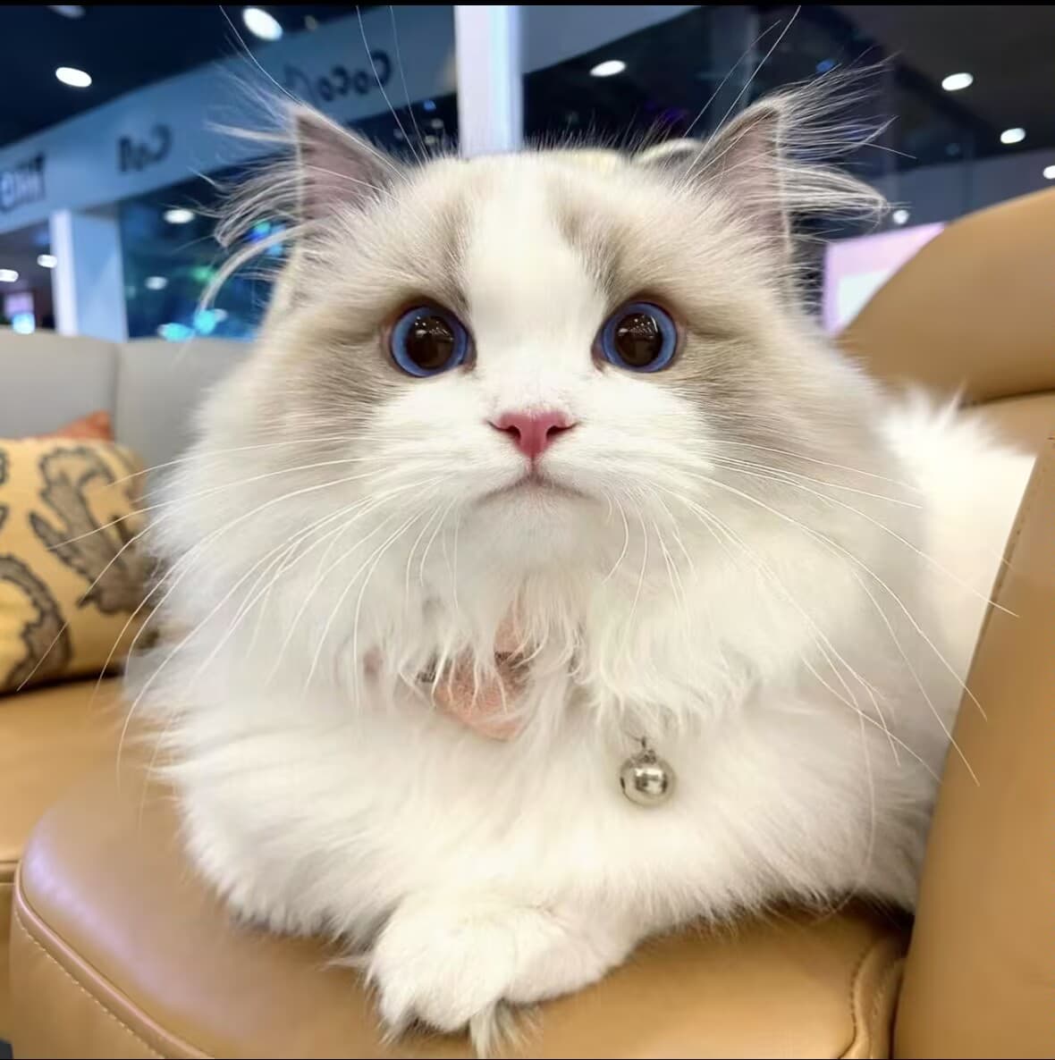 Purebred Ragdoll Cat, Show-Quality Fairy Cat, Live Long-Haired Kitten, Live Pet Cat, Kitten, Ragdoll Kitten